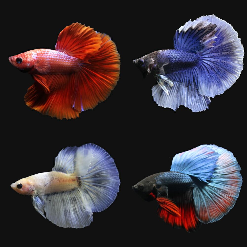 Amazon | （熱帯魚）ベタ・ハーフムーン 色指定なし（オス）（1匹
